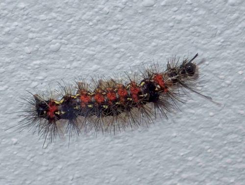 Lymantriinae
